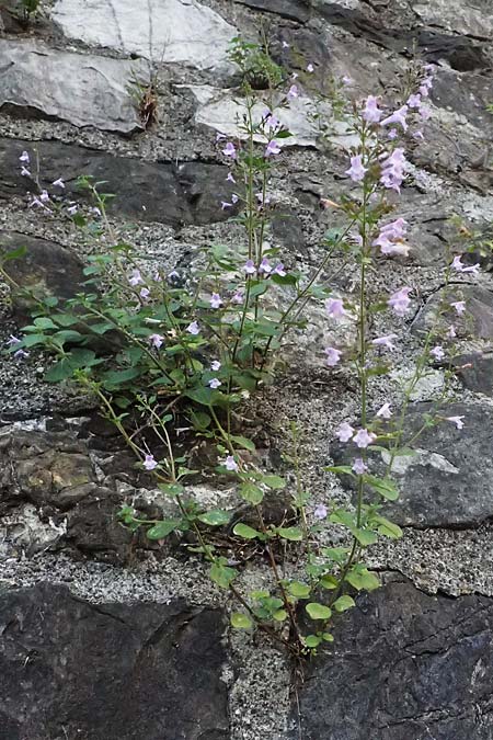 Clinopodium calamintha \ Kleinbltige Bergminze / Lesser Calamint, I Varese Ligure 27.9.2023