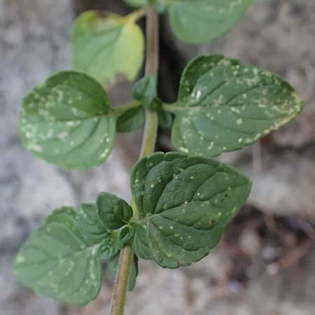 Clinopodium calamintha \ Kleinbltige Bergminze / Lesser Calamint, I Varese Ligure 27.9.2023