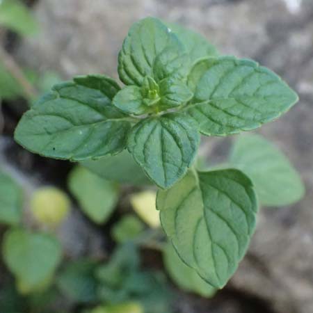 Clinopodium calamintha \ Kleinbltige Bergminze / Lesser Calamint, I Varese Ligure 27.9.2023