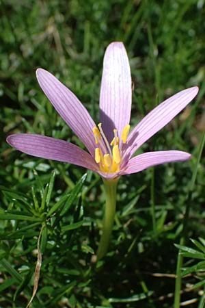 Colchicum neapolitanum \ Neapolitanische Zeitlose, I Liguria, Monte Beigua 2.10.2023