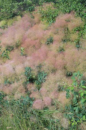 Cotinus coggygria \ Perckenstrauch, I Trieste 27.6.2010