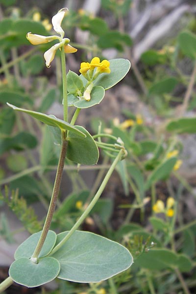 Coronilla scorpioides \ Skorpions-Kronwicke / Annual Scorpion Vetch, I Liguria, Pietrabruna 30.5.2013