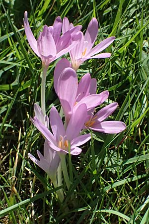 Colchicum autumnale / Meadow Saffron, Autumn Crocus, I Liguria, Passo di Cento Croci 27.9.2023