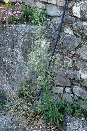 Erigeron sumatrensis \ Sumatra-Katzenschweif, Weies Berufkraut / Tall Fleabane, I Liguria, Moneglia 1.10.2023