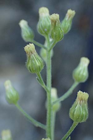 Erigeron sumatrensis \ Sumatra-Katzenschweif, Weies Berufkraut, I Liguria, Moneglia 1.10.2023