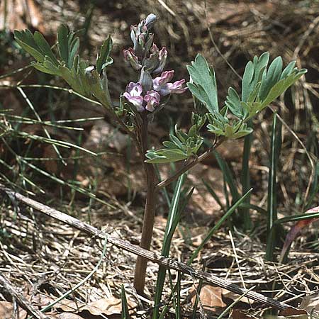 Corydalis cava \ Hohler Lerchensporn / Hollow-Root, I Monte Baldo 10.5.1986