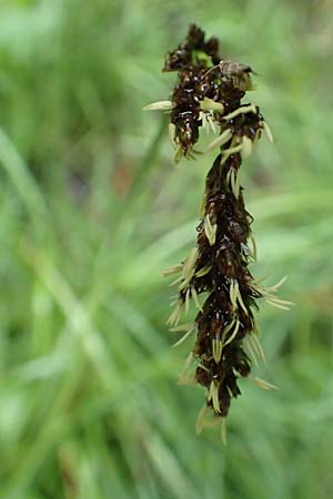 Carex paniculata / Greater Tussock Sedge, I Alpi Bergamasche, Pizzo Arera 5.6.2017