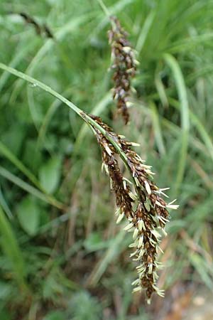 Carex paniculata \ Rispen-Segge / Greater Tussock Sedge, I Alpi Bergamasche, Pizzo Arera 5.6.2017