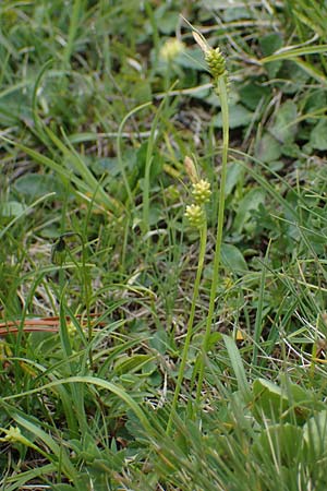 Carex pallescens \ Bleiche Segge / Pale Sedge, I Südtirol,  Plätzwiese 5.7.2022