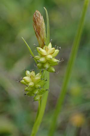 Carex pallescens / Pale Sedge, I Südtirol,  Plätzwiese 5.7.2022