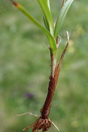 Carex pallescens / Pale Sedge, I Südtirol,  Plätzwiese 5.7.2022