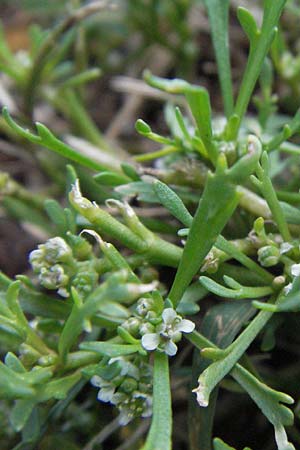 Cardamine resedifolia \ Resedenblttriges Schaumkraut / Mignonette-Leaved Bitter-Cress, I Ancona 30.5.2007