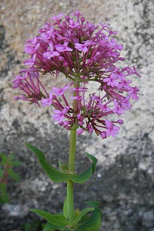 Centranthus ruber subsp. ruber / Red Valerian, I Finale Ligure 22.5.2013