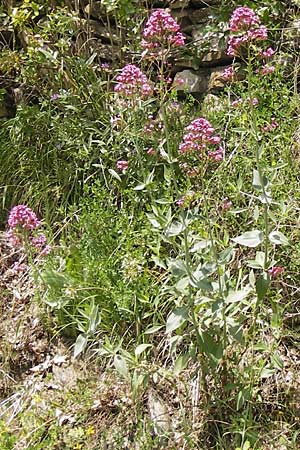 Centranthus ruber subsp. ruber \ Rote Spornblume, I Liguria, Pietrabruna 30.5.2013