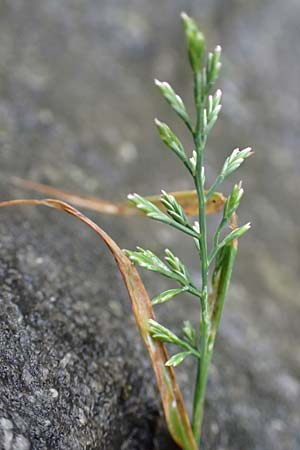 Catapodium rigidum \ Steifgras / Fern Grass, I Botan. Gar.  Bergamo 6.6.2017