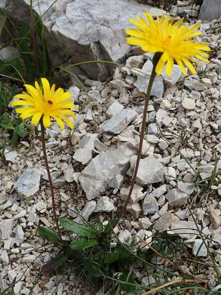 Leontodon hispidus subsp. hastilis \ Kahler Rauer Lwenzahn, I Südtirol,  Plätzwiese 5.7.2022