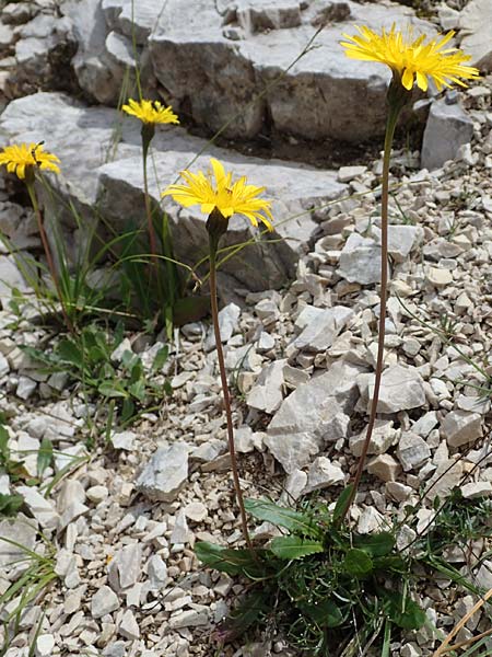Leontodon hispidus subsp. hastilis \ Kahler Rauer Löwenzahn, I Südtirol,  Plätzwiese 5.7.2022