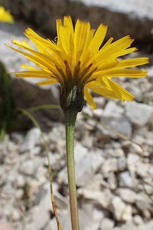 Leontodon hispidus subsp. hastilis \ Kahler Rauer Lwenzahn, I Südtirol,  Plätzwiese 5.7.2022