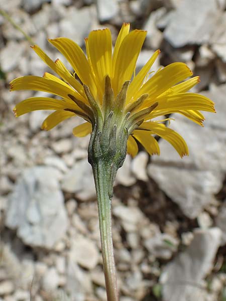 Leontodon hispidus subsp. hastilis \ Kahler Rauer Lwenzahn, I Südtirol,  Plätzwiese 5.7.2022
