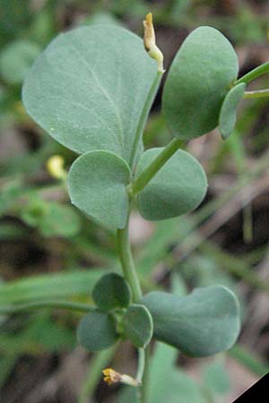 Coronilla scorpioides / Annual Scorpion Vetch, I San Benedetto del Tronco 6.6.2007