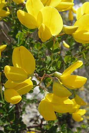 Cytisophyllum sessilifolium / Sessile-Leaved Tick Trefoil, I Norcia 7.6.2007