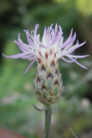 Centaurea stoebe \ Rispen-Flockenblume / Panicled Knapweed, I Sant' Anna d'Alfaedo 17.7.2010