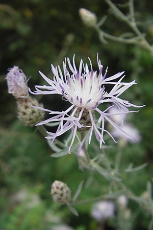 Centaurea stoebe \ Rispen-Flockenblume, I Sant' Anna d'Alfaedo 17.7.2010