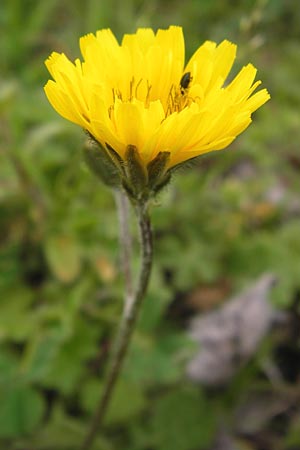 Crepis sancta \ Hasen-Pippau, I Cattolica 24.3.2013