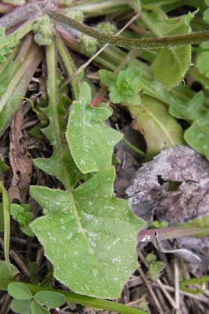 Crepis sancta \ Hasensalat / Holy's Hawk's-Beard, I Cattolica 24.3.2013