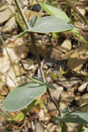 Coronilla scorpioides / Annual Scorpion Vetch, I Liguria, Pietrabruna 30.5.2013