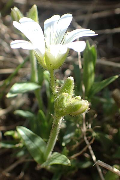 Cerastium latifolium \ Breitblttiges Hornkraut, Kalkalpen-Hornkraut, I Passo San Marco 10.6.2017