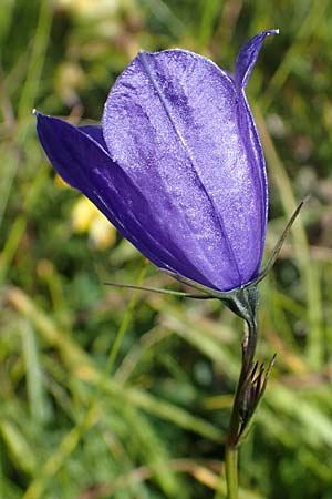 Campanula scheuchzeri \ Scheuchzers Glockenblume, I Südtirol,  Plätzwiese 5.7.2022