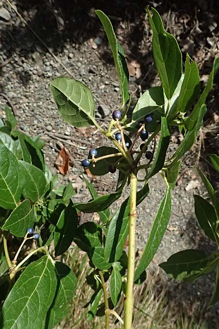 Cornus sanguinea \ Blutroter Hartriegel, Roter Hartriegel / Dogwood, I Liguria, Sestri Levante 3.10.2023