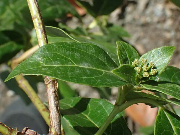 Cornus sanguinea \ Blutroter Hartriegel, Roter Hartriegel / Dogwood, I Liguria, Sestri Levante 3.10.2023