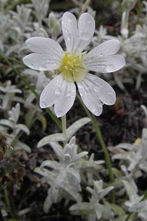 Cerastium tomentosum \ Filziges Hornkraut, Silber-Teppich / Snow in Summer, I Campo Imperatore 5.6.2007