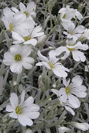 Cerastium tomentosum / Snow in Summer, I Campo Imperatore 5.6.2007