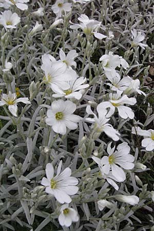 Cerastium tomentosum \ Filziges Hornkraut, Silber-Teppich / Snow in Summer, I Campo Imperatore 5.6.2007