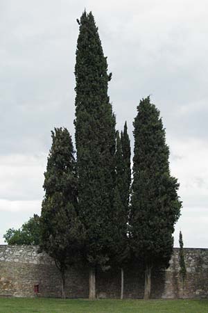 Cupressus sempervirens var. pyramidalis \ Sulen-Zypresse, Italienische Zypresse / Italian Cypress, I Perugia 3.6.2007