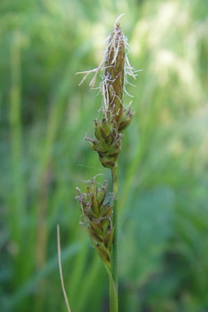 Carex umbrosa \ Schatten-Segge / Umbrosa Sedge, I Liguria, Sassello 22.5.2010