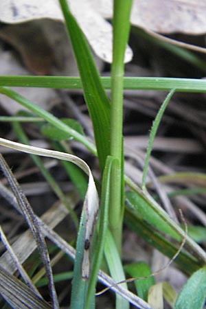 Carex umbrosa \ Schatten-Segge / Umbrosa Sedge, I Liguria, Sassello 22.5.2010