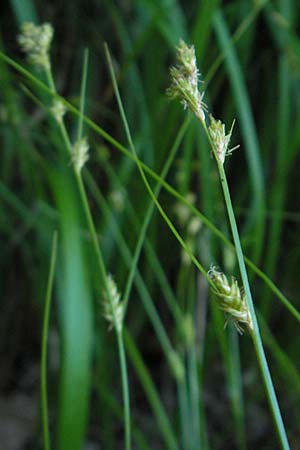 Carex remota \ Winkel-Segge / Remote Sedge, I Albisola 22.5.2010