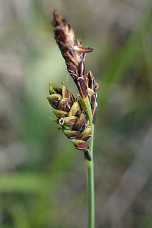 Carex nigra \ Braune Segge, I Südtirol,  Stallersattel 6.7.2022