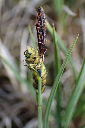 Carex nigra \ Braune Segge / Common Sedge, I Südtirol,  Stallersattel 6.7.2022