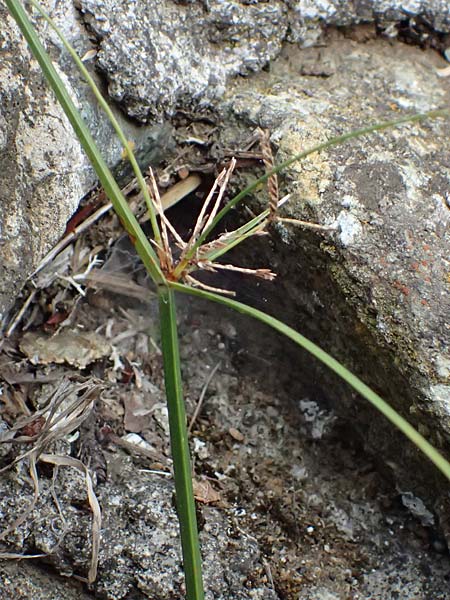 Cyperus longus / Common Galingale, I Liguria, Bonassola 4.10.2023