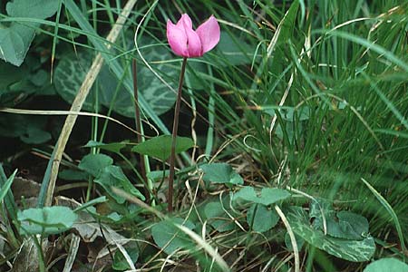 Cyclamen purpurascens \ Europisches Alpenveilchen, I Terlago 20.6.1993