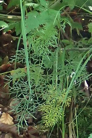 Pteroselinum rablense / Raibl Hog's Fennel, I Alpi Bergamasche, Zambla Alta 7.6.2017