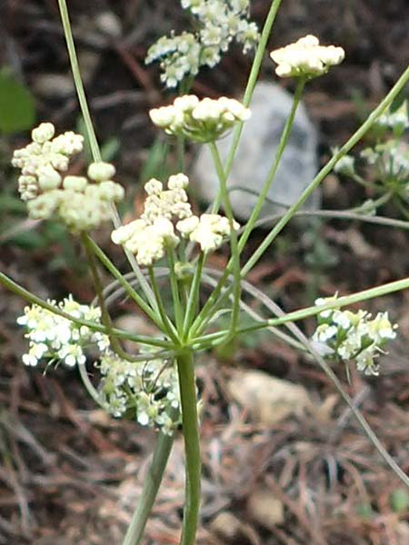 Laserpitium peucedanoides / Sermountain, I Südtirol,  Plätzwiese 5.7.2022