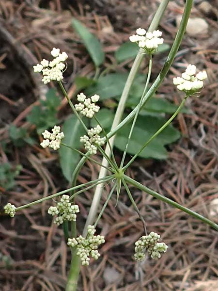 Laserpitium peucedanoides \ Haarstrang-Laserkraut / Sermountain, I Südtirol,  Plätzwiese 5.7.2022