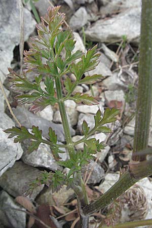 Daucus carota agg. \ Wilde Mhre, I Ancona 29.5.2007