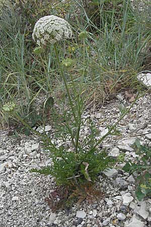 Daucus carota agg. \ Wilde Mhre, I Ancona 29.5.2007